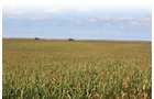 Property photo 13 - LAND AUCTION, 3255+/- Acres offered in 13 Tracts